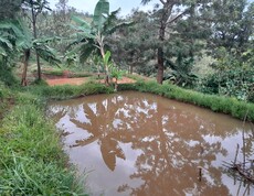Ein neu angelegter Fischteich inmitten üppiger Vegetation mit Bananenstauden und Bäumen; im Hintergrund sind terrassierte Felder auf rotem Lehmboden zu sehen – Aquakulturanlage im Ruvubu-Gebiet, Burundi.