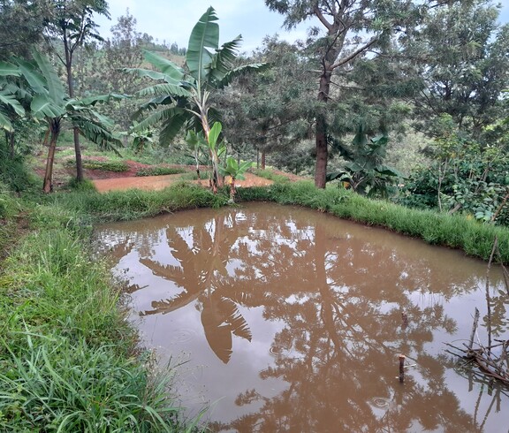 Ein neu angelegter Fischteich inmitten üppiger Vegetation mit Bananenstauden und Bäumen; im Hintergrund sind terrassierte Felder auf rotem Lehmboden zu sehen – Aquakulturanlage im Ruvubu-Gebiet, Burundi.