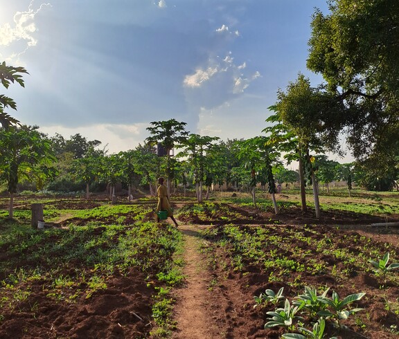Kleine landwirtschaftliche Parzellen mit Pflanzen, im Hintergrund geht eine südsudanesische Frau mit Gießkanne. 