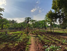 Kleine landwirtschaftliche Parzellen mit Pflanzen, im Hintergrund geht eine südsudanesische Frau mit Gießkanne. 