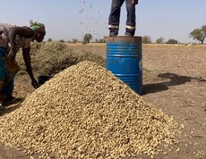 Zwei Personen arbeiten auf einem Feld; eine Person lässt Erdnüsse aus einer Schale auf einen großen Haufen fallen.