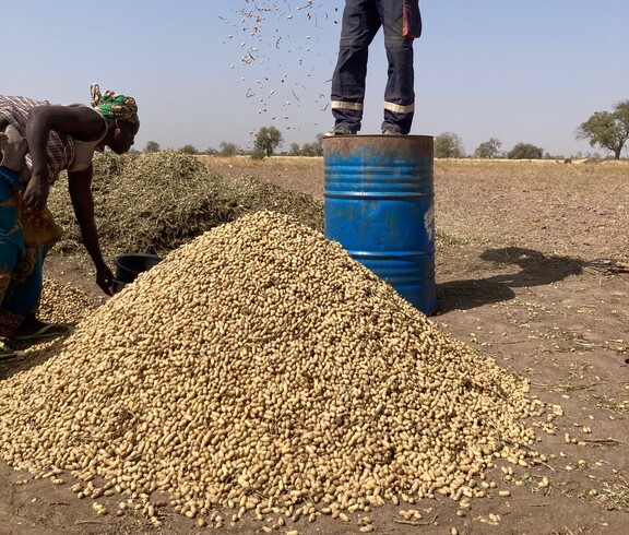 Zwei Personen arbeiten auf einem Feld; eine Person lässt Erdnüsse aus einer Schale auf einen großen Haufen fallen.