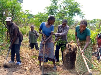 Mehrere Menschen bearbeiten gemeinsam mit Werkzeugen ein Feld in einer ländlichen Umgebung.