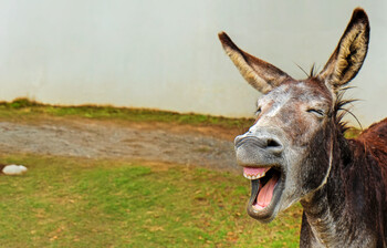 Der Kopf eines Esels ist zu sehen, er reißt das Maul auf und man sieht seine Zähne. Im Hintergrund ist eine Wiese verschwommen zu erkennen.