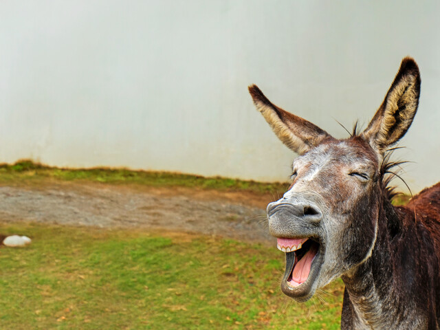 Der Kopf eines Esels ist zu sehen, er reißt das Maul auf und man sieht seine Zähne. Im Hintergrund ist eine Wiese verschwommen zu erkennen.