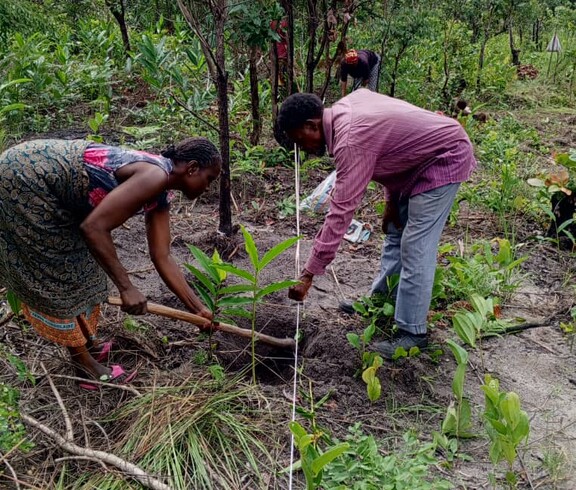 Mehrere Menschen pflanzen gemeinsam junge Bäume auf einem Feld in einer ländlichen Umgebung.