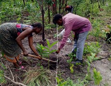 Mehrere Menschen pflanzen gemeinsam junge Bäume auf einem Feld in einer ländlichen Umgebung.