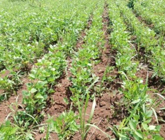 Reihen von jungen Sojapflanzen wachsen auf einem Ackerfeld.