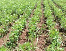 Reihen von jungen Sojapflanzen wachsen auf einem Ackerfeld.