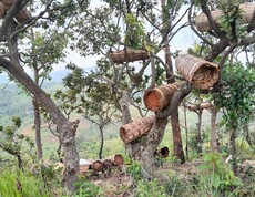 Mehrere zylindrische, aus Naturmaterialien geflochtene Bienenstöcke hängen in den Ästen eines Baumes vor einer weiten Hügellandschaft im Ruvubu-Gebiet, Burundi.