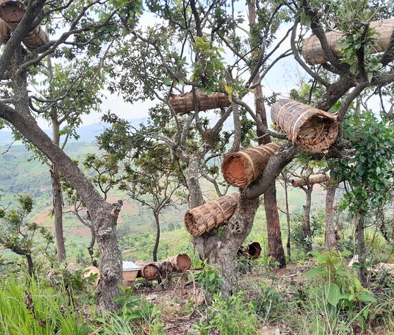 Mehrere zylindrische, aus Naturmaterialien geflochtene Bienenstöcke hängen in den Ästen eines Baumes vor einer weiten Hügellandschaft im Ruvubu-Gebiet, Burundi.