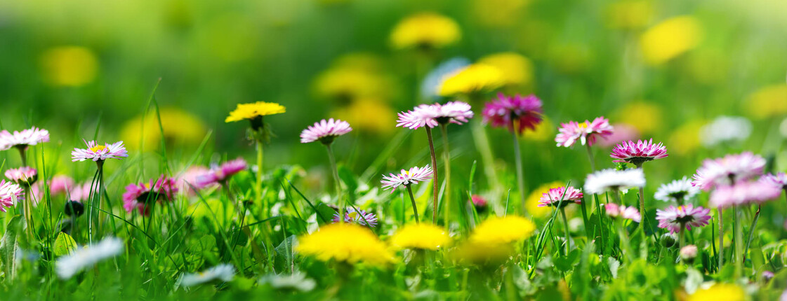 Wiese mit Löwenzahn und Gänseblümchen mit verschwommenen grünen Hintergrund