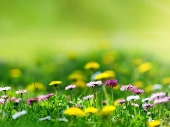 Wiese mit Löwenzahn und Gänseblümchen mit verschwommenen grünen Hintergrund