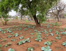 Blick auf ein leeres Gemüsefeld im Südsudan mit Kohlköpfen. In der Mitte steht ein Baum. 