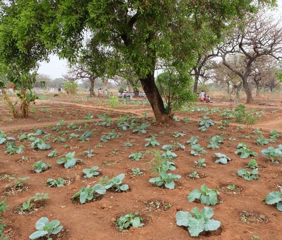 Blick auf ein leeres Gemüsefeld im Südsudan mit Kohlköpfen. In der Mitte steht ein Baum. 