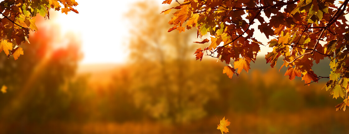 Beautiful,Autumn,Landscape,With,Yellow,Trees,And,Sun.,Colorful,Foliage