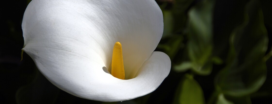 Weiße Blume - Calla - als Symbol für Trauer