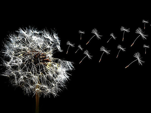 Das Bild zeigt eine Pusteblume, einige Samen werden vom Wind fortgetragen.