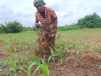Eine Frau in einem rot-weiß karierten Hemd und Kopftuch arbeitet auf einem Feld und zieht trockene Pflanzenreste aus dem Boden zwischen jungen grünen Trieben.