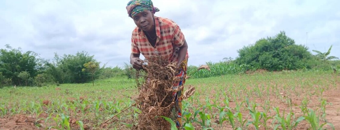 Eine Frau in einem rot-weiß karierten Hemd und Kopftuch arbeitet auf einem Feld und zieht trockene Pflanzenreste aus dem Boden zwischen jungen grünen Trieben.