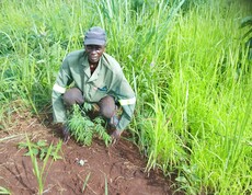 Ein Mann kniet auf einem Feld und pflanzt einen jungen Setzling in die Erde.
