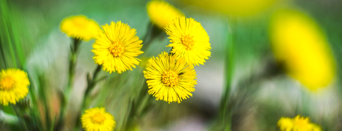 Makroaufnahme einiger Blumen mit gelber Blüte.