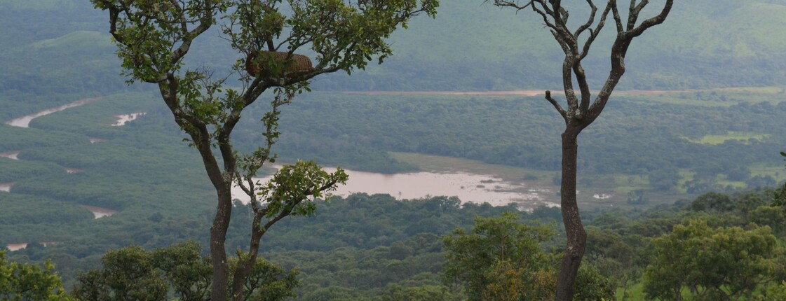 Weiter Blick über den dicht bewaldeten Ruvubu-Nationalpark in Burundi mit einem Fluss im Tal, vereinzelten Bäumen im Vordergrund und sattem Grün soweit das Auge reicht.