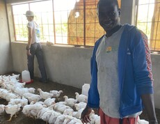 Zwei Personen arbeiten in einem Stall mit zahlreichen weißen Hühnern.