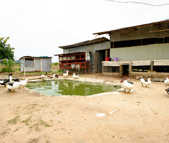 Enten und Gänse rund um einen kleinen Teich vor einfachen Stallgebäuden auf dem Schulgelände der Gumbo Primary School in Südsudan.