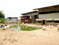 Enten und Gänse rund um einen kleinen Teich vor einfachen Stallgebäuden auf dem Schulgelände der Gumbo Primary School in Südsudan.