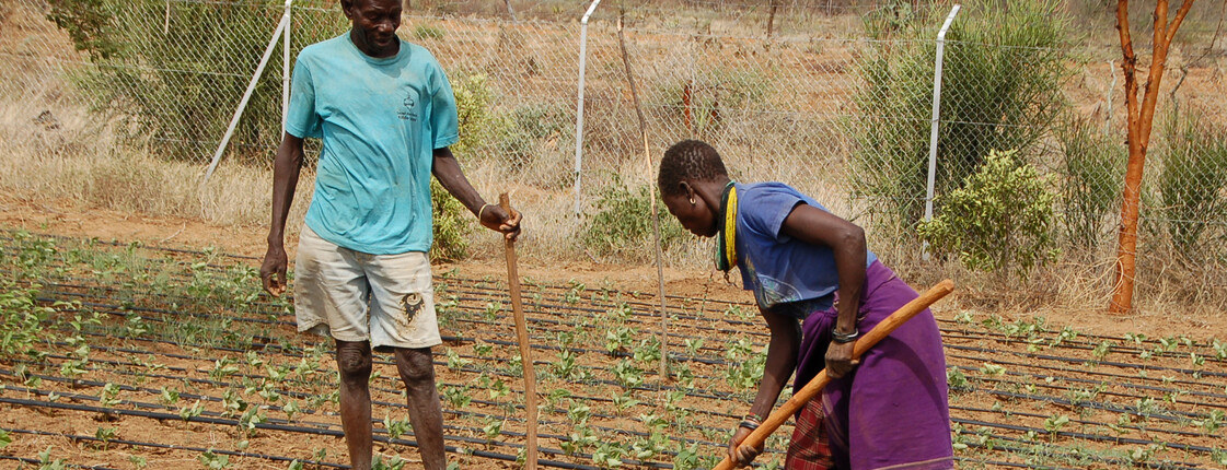Ein Mann und eine Frau arbeiten in einem Gemeinschaftsgarten in Uganda, umgeben von einem Zaun und Pflanzen.