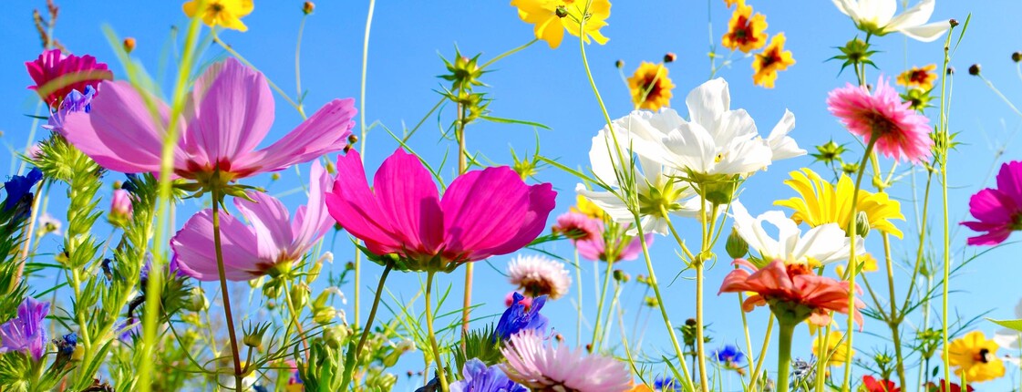 Blumenwiese, mit bunten Blumen und blauem Himmel