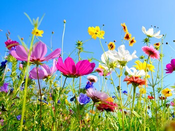 Blumenwiese, mit bunten Blumen und blauem Himmel