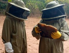 Zwei Personen in Schutzkleidung betrachten eine Wabe mit Honig während der Ernte.
