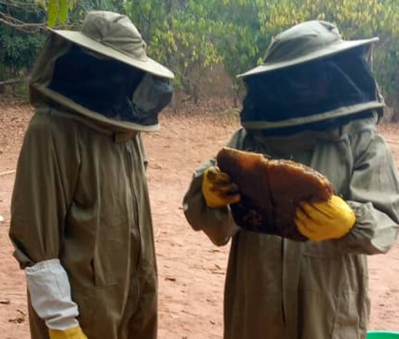 Zwei Personen in Schutzkleidung betrachten eine Wabe mit Honig während der Ernte.