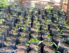 Viele junge Pflanzen wachsen in kleinen Pflanzsäcken in einer Baumschule.