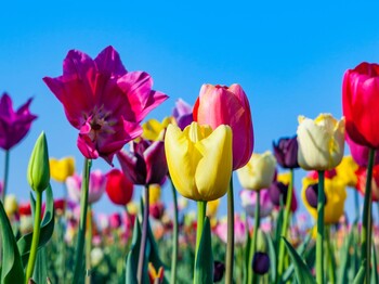Buntes Tulpenfeld vor Blauen Himmel