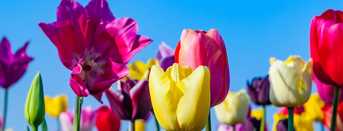 Buntes Tulpenfeld vor Blauen Himmel