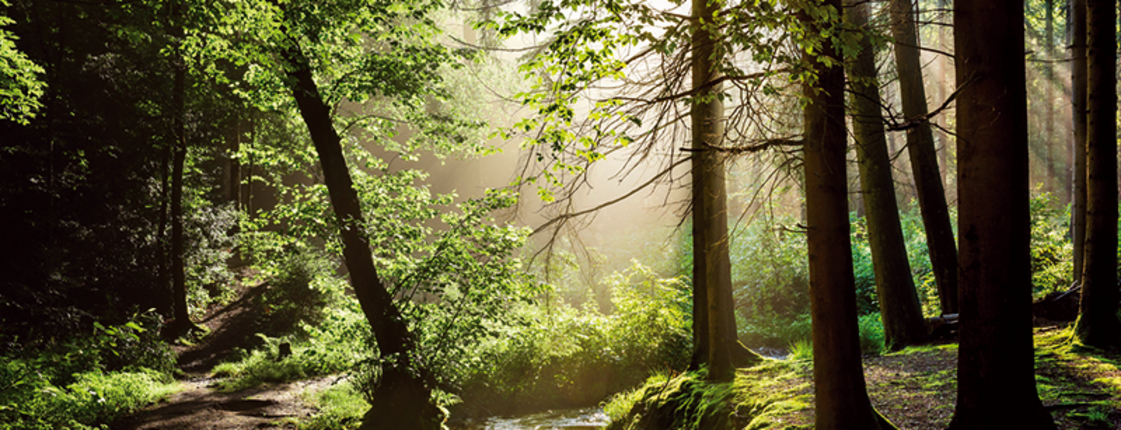 wald