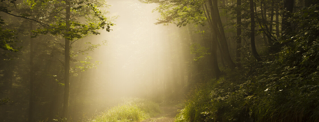 Foggy,Sherwood.,Sun,Trough,The,Trees.,Path,In,The,Forest.