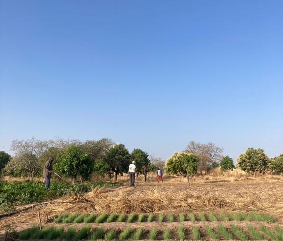 Mehrere Personen arbeiten auf einem Feld, im Vordergrund sind junge Pflanzen in Reihen zu sehen.
