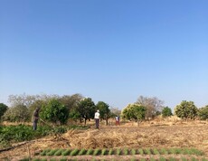 Mehrere Personen arbeiten auf einem Feld, im Vordergrund sind junge Pflanzen in Reihen zu sehen.