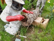 Ein Imker öffnet einen traditonellen runden Bienenstock. 