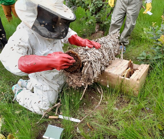 Ein Imker öffnet einen traditonellen runden Bienenstock. 