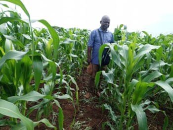 Ein Mann steht zwischen hohen Maispflanzen auf einem Feld.