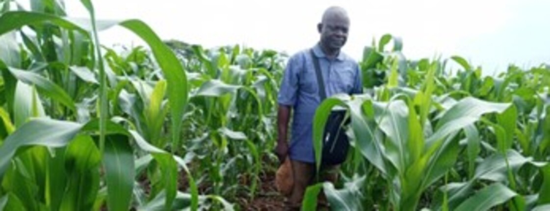 Ein Mann steht zwischen hohen Maispflanzen auf einem Feld.