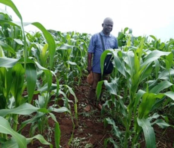 Ein Mann steht zwischen hohen Maispflanzen auf einem Feld.
