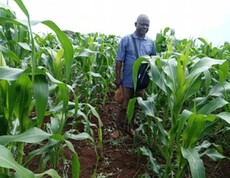 Ein Mann steht zwischen hohen Maispflanzen auf einem Feld.