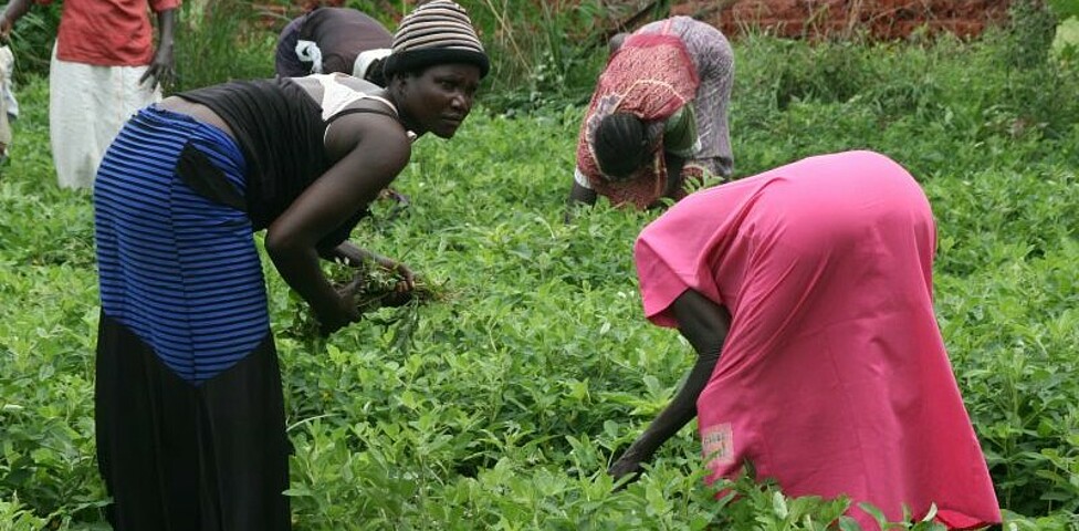 Afrikanische Frauen bei der Arbeit am Feld