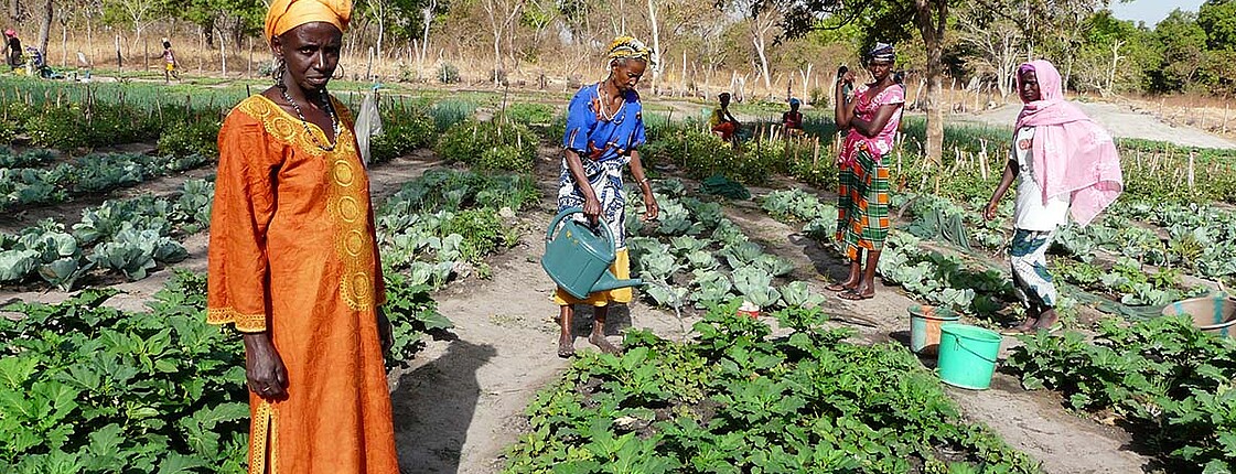 Menschen arbeiten auf einem Gemüsefeld im Senegal